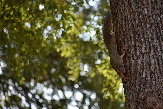 能战胜布伦 能战胜布伦