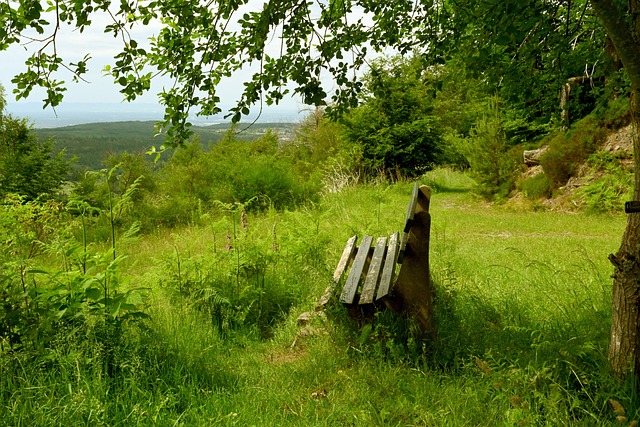 魔术的阵容 魔术的阵容